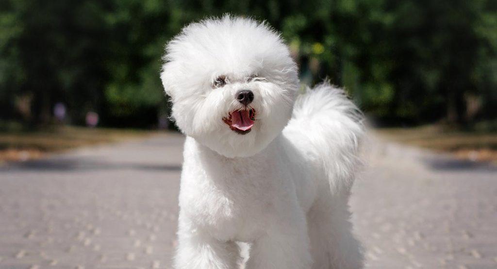 Bichon Frises Dog Breed