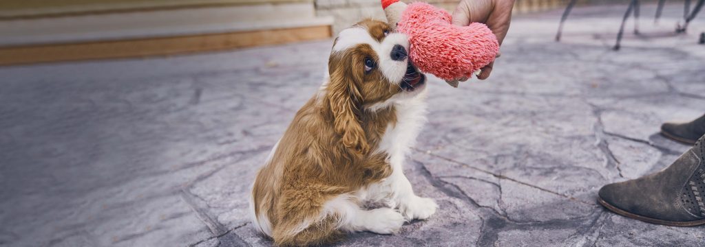 Cavalier King Charles Spaniel