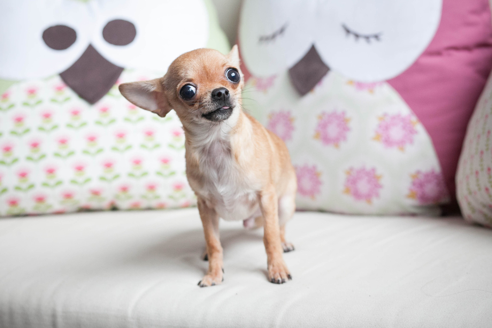 Chihuahuas
