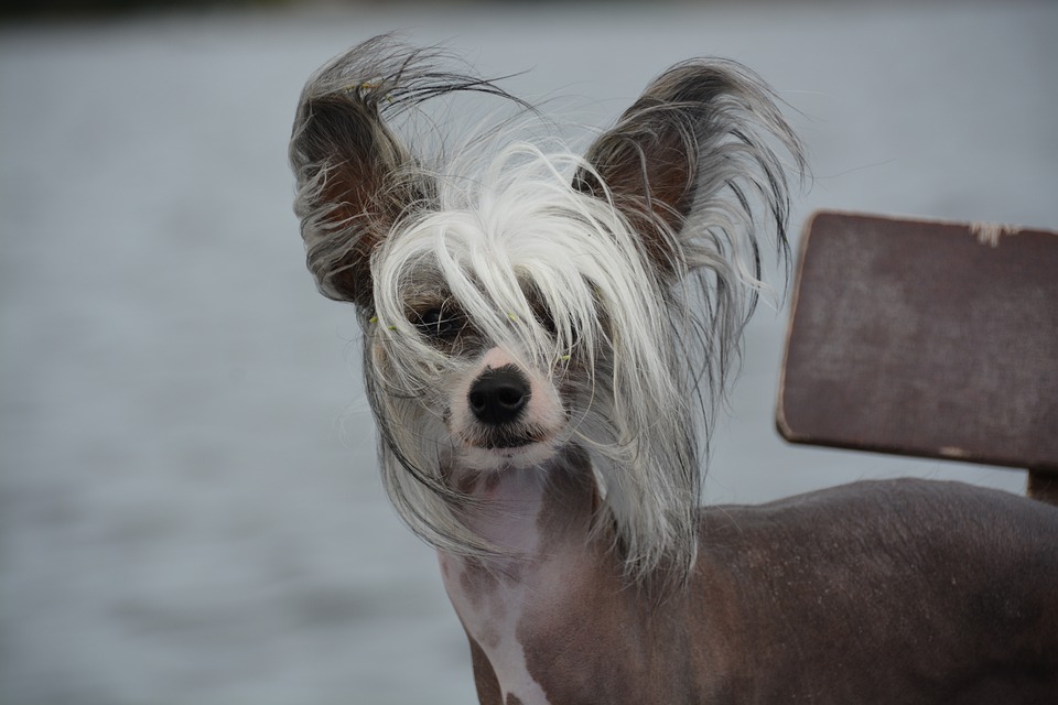 Chinese Crested Dog Breed