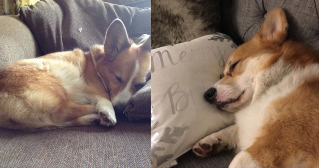 Corgi Dog Breed