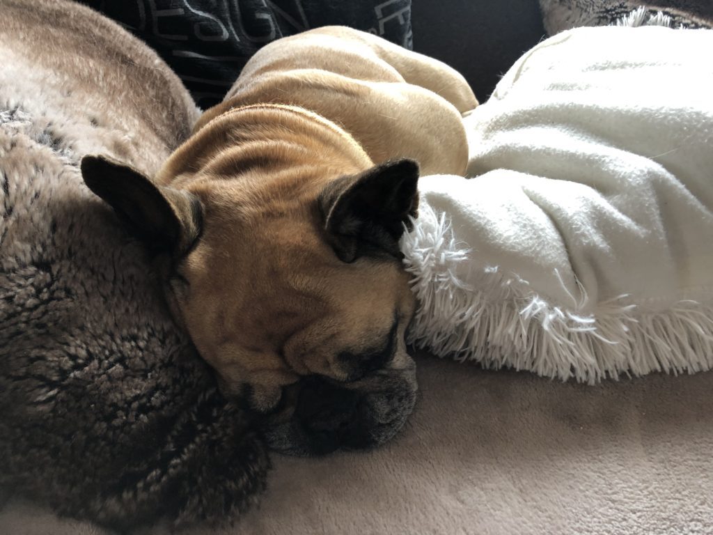 French Bulldog Breed