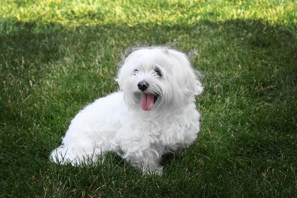 Maltese Dog Breed