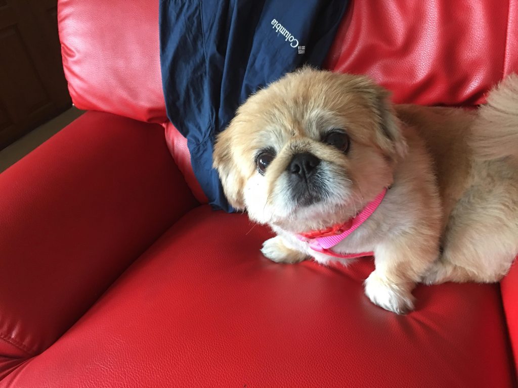 Pekingese sitting on a bed